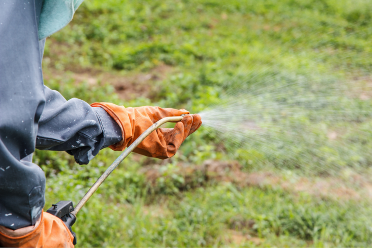 Person spraying herbicide in a field.